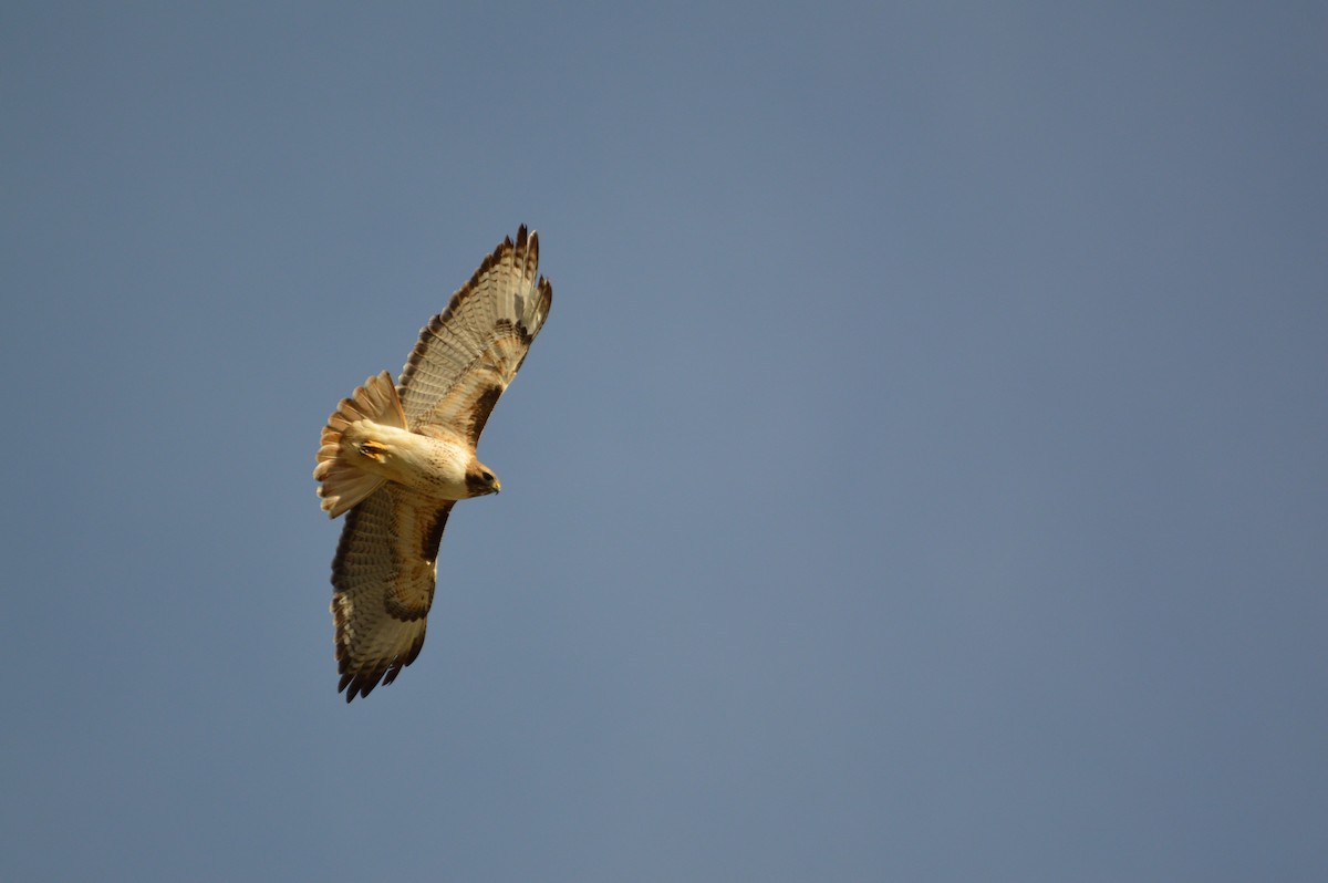 Red-tailed Hawk - ML615336609