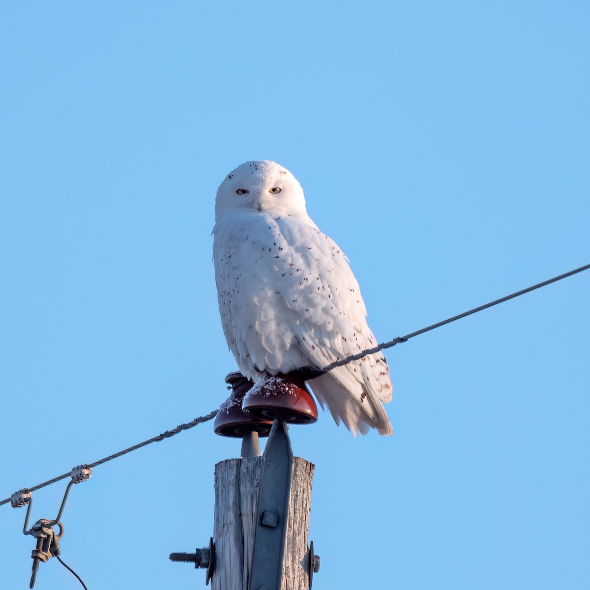 Snowy Owl - ML615336759