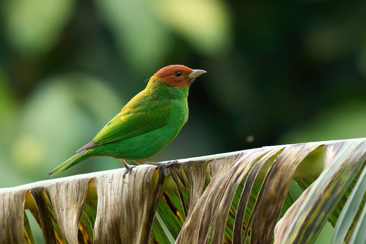 Bay-headed Tanager (Bay-and-green) - ML615336777