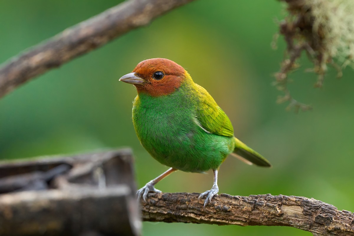 Bay-headed Tanager (Bay-and-green) - ML615336778