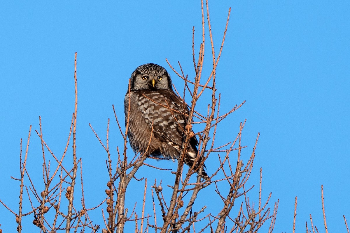 Northern Hawk Owl - ML615336827