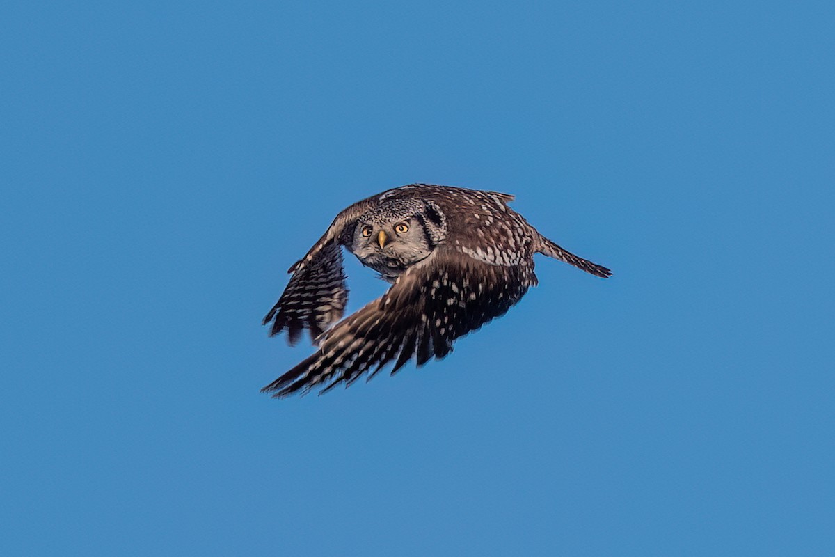 Northern Hawk Owl - ML615336828