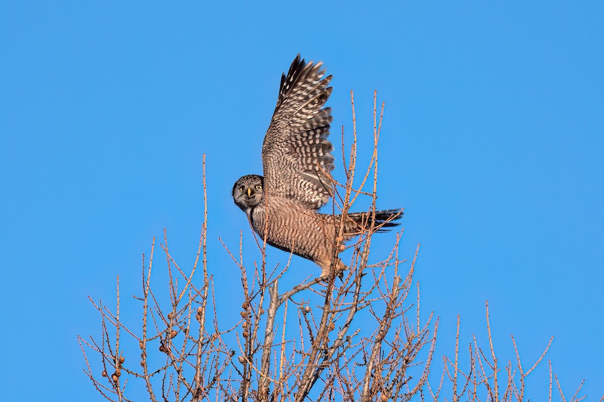 Northern Hawk Owl - ML615336831