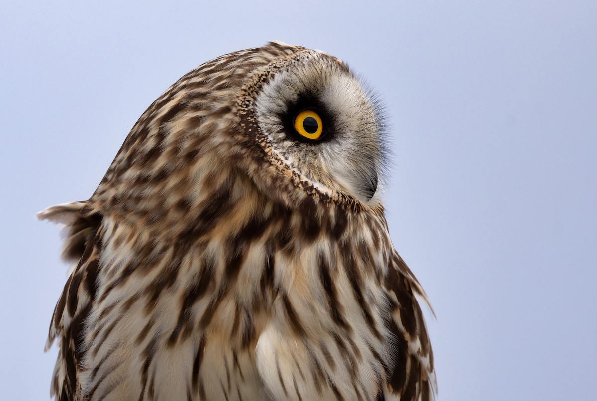 Short-eared Owl - ML615336837