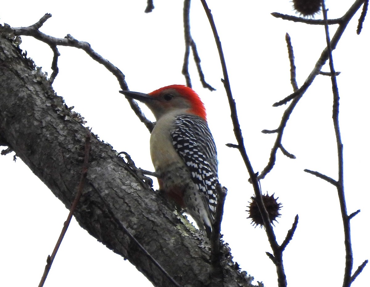 Red-bellied Woodpecker - ML615336986