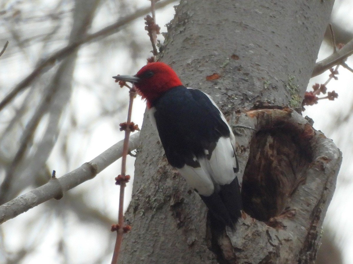 Red-headed Woodpecker - ML615337146