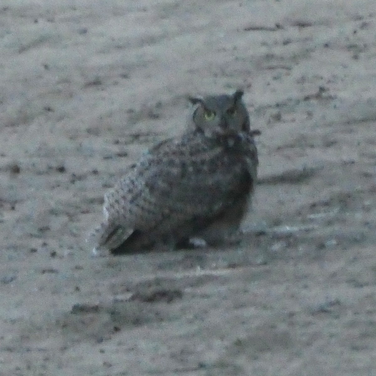 Great Horned Owl - ML615337264