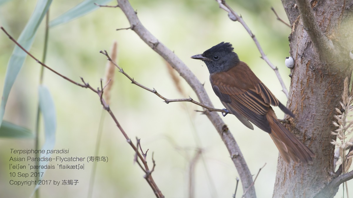 Amur Paradise-Flycatcher - Xuelei Jiang