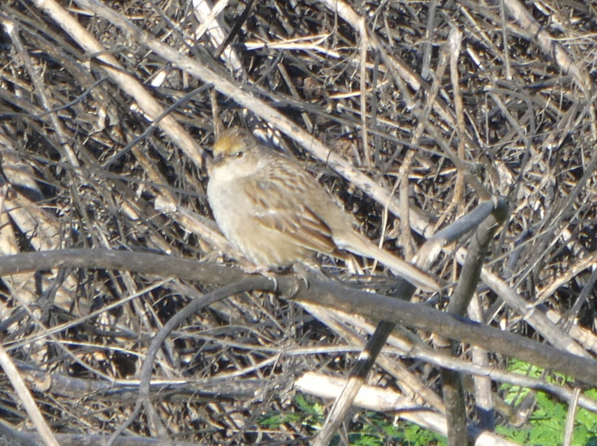 Golden-crowned Sparrow - ML615337315