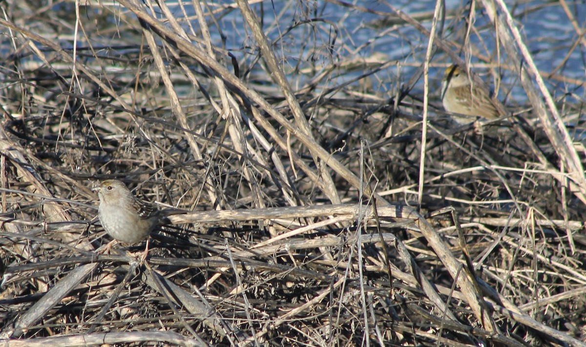 Golden-crowned Sparrow - ML615337316