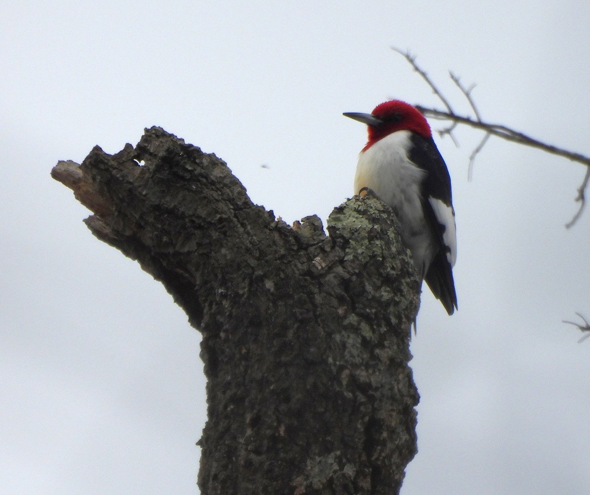 Red-headed Woodpecker - ML615337340