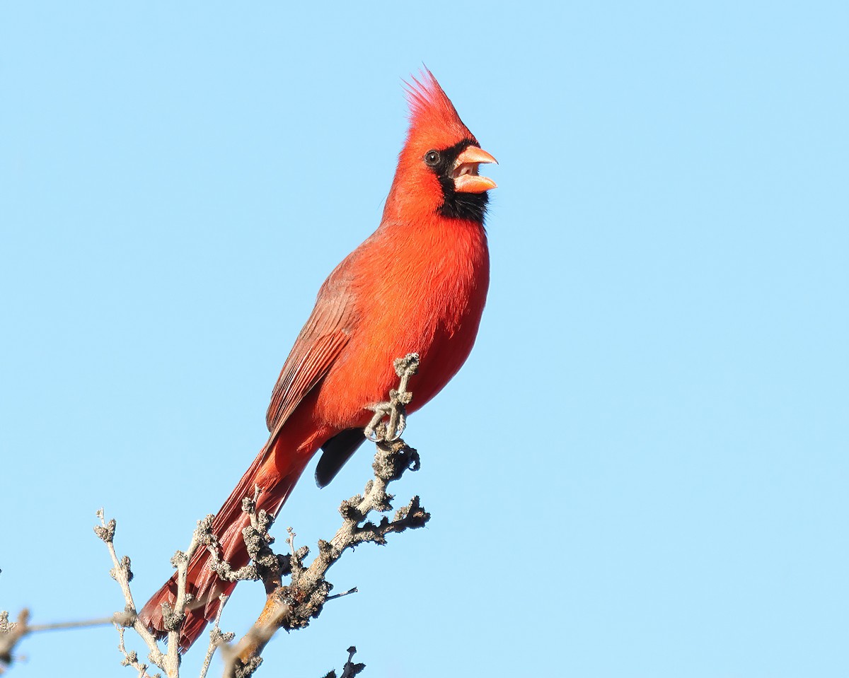 Northern Cardinal - Ad Konings