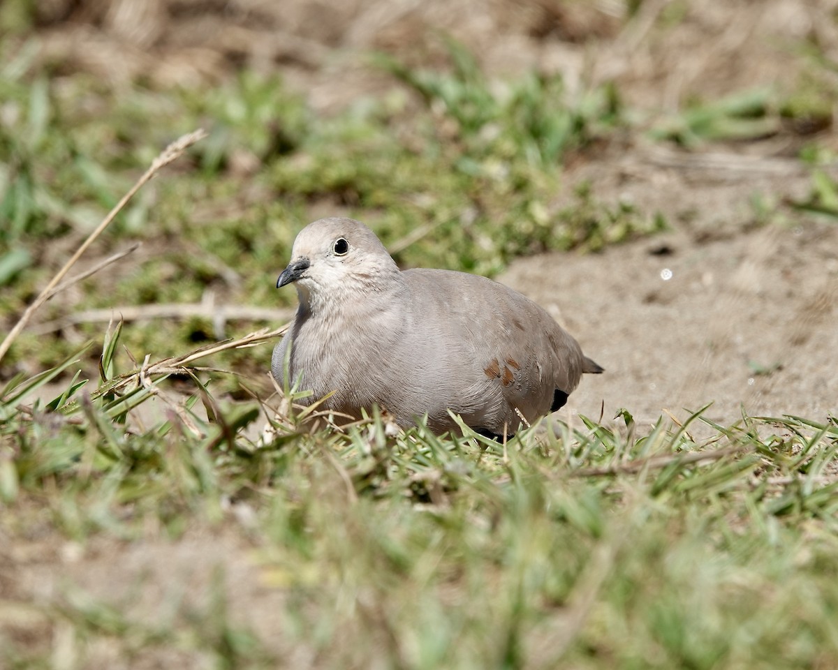 Golden-spotted Ground Dove - ML615337390