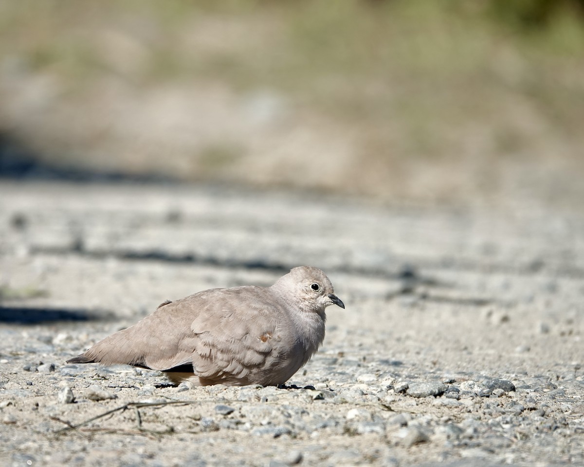 Golden-spotted Ground Dove - ML615337430