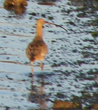 Long-billed Curlew - ML615337500