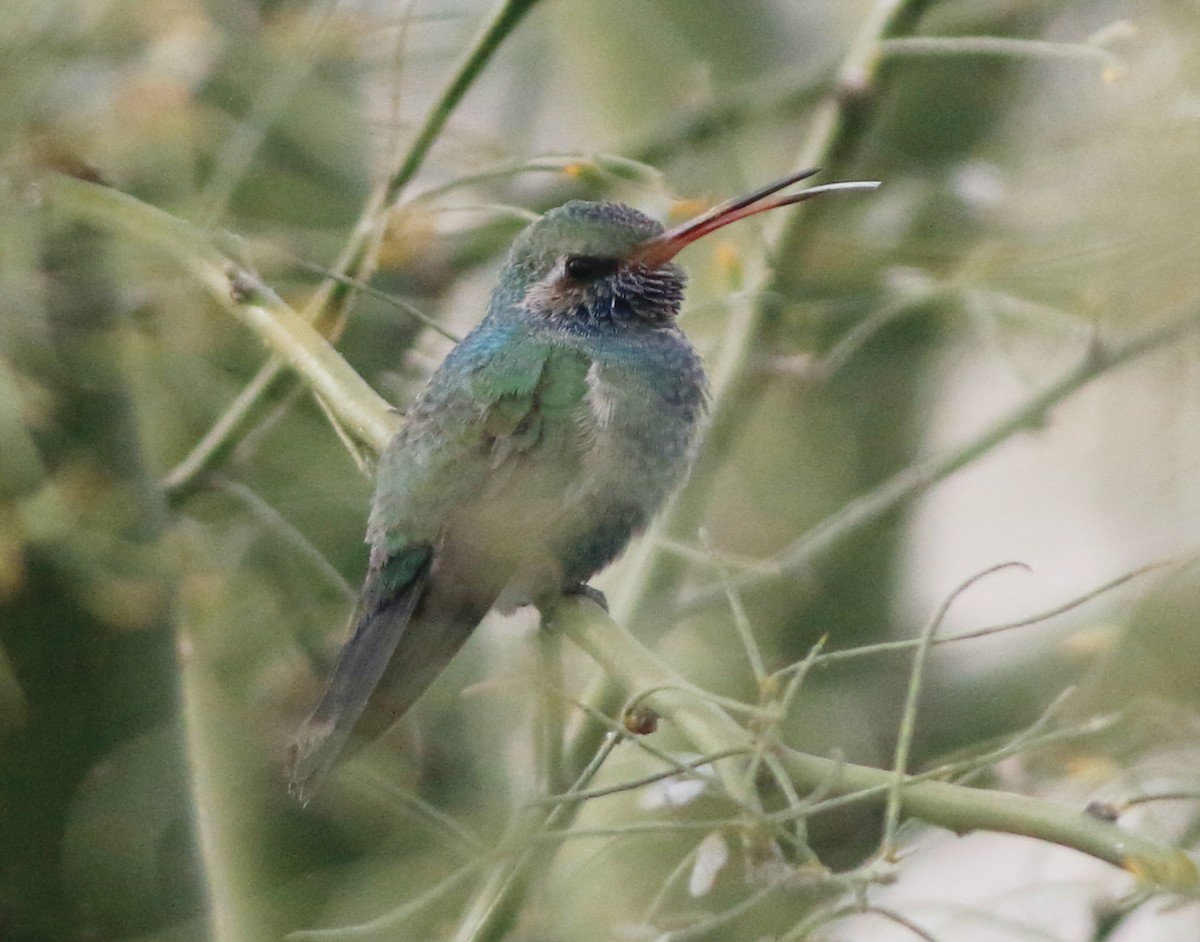 Broad-billed Hummingbird - ML615337519