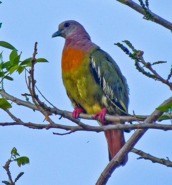 Orange-breasted Green-Pigeon - ML615337651