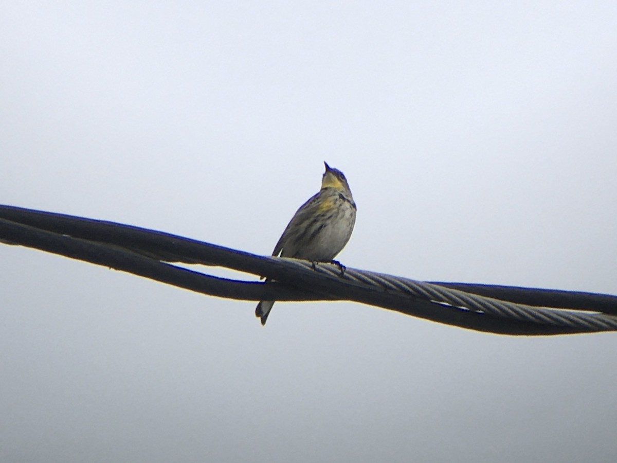 Yellow-rumped Warbler (Audubon's) - Anonymous