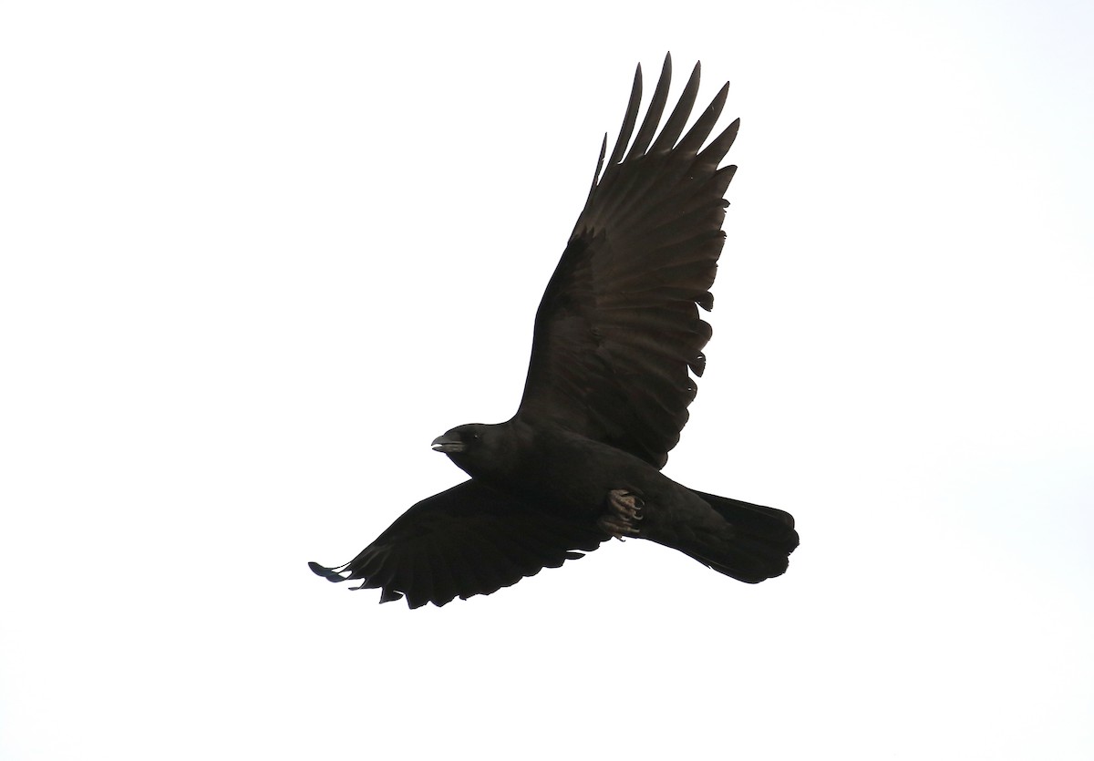 American Crow - ML615337771