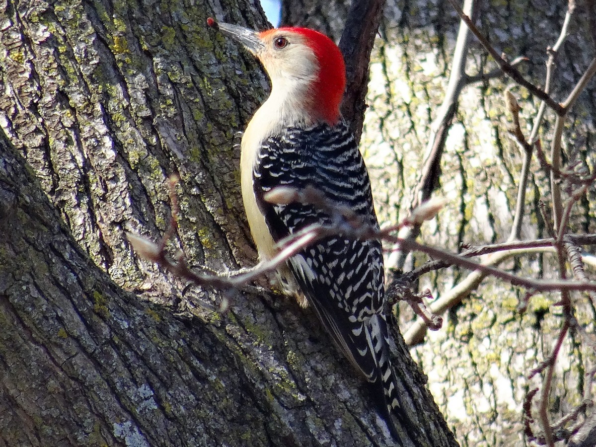 Red-bellied Woodpecker - ML615337795