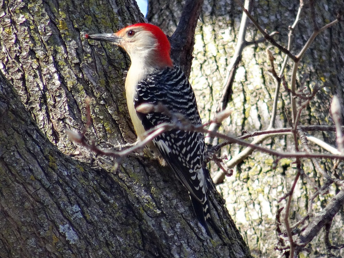 Red-bellied Woodpecker - ML615337796