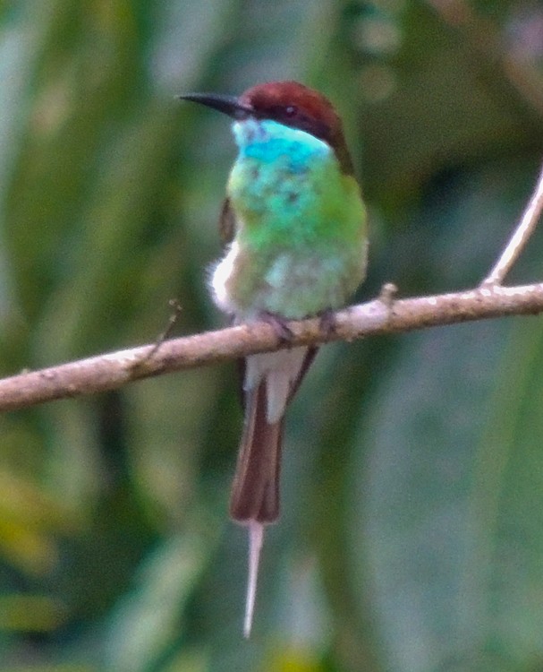 Blue-throated Bee-eater - ML615337885