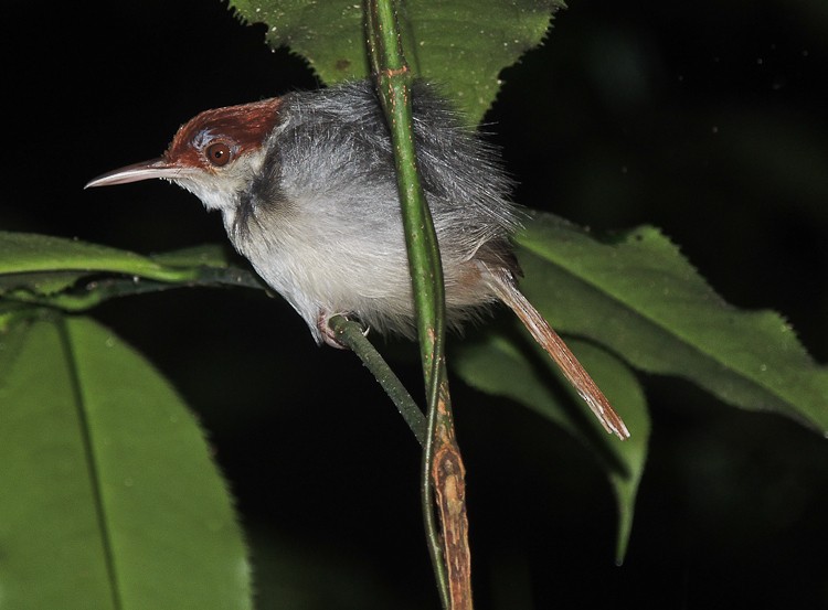 Rufous-tailed Tailorbird - Arden Anderson