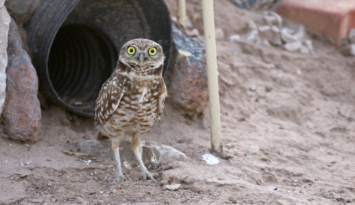 Burrowing Owl - ML615337893