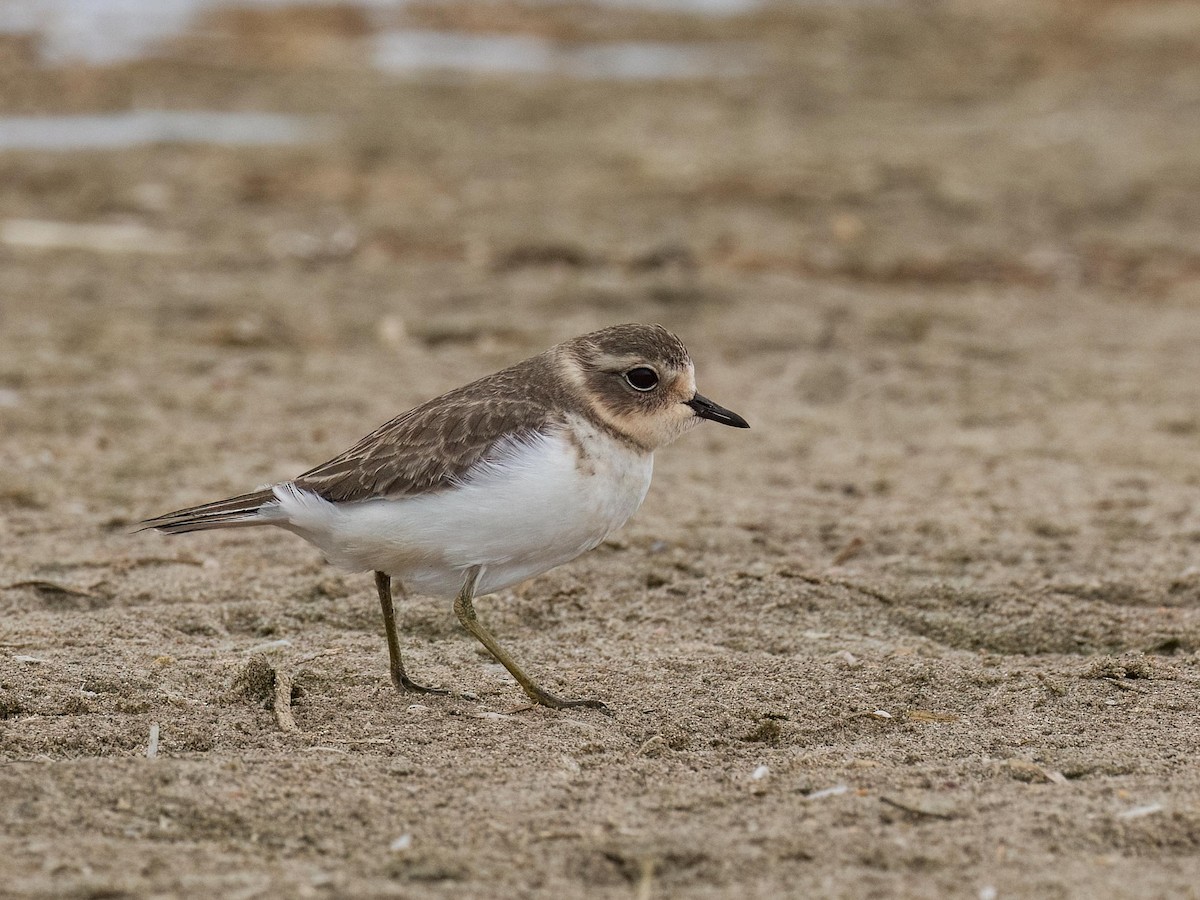 Double-banded Plover - ML615337951