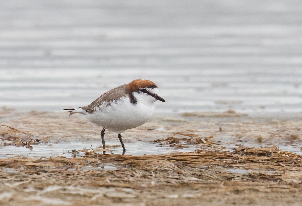 Red-capped Plover - ML615337954