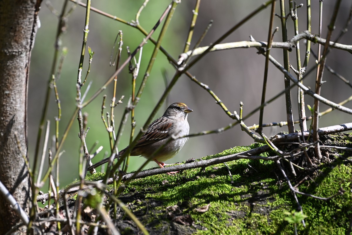 Golden-crowned Sparrow - ML615338307