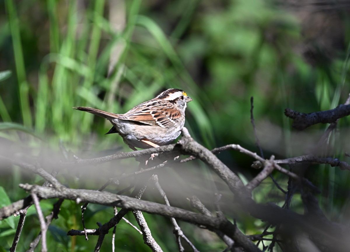 White-throated Sparrow - ML615338315