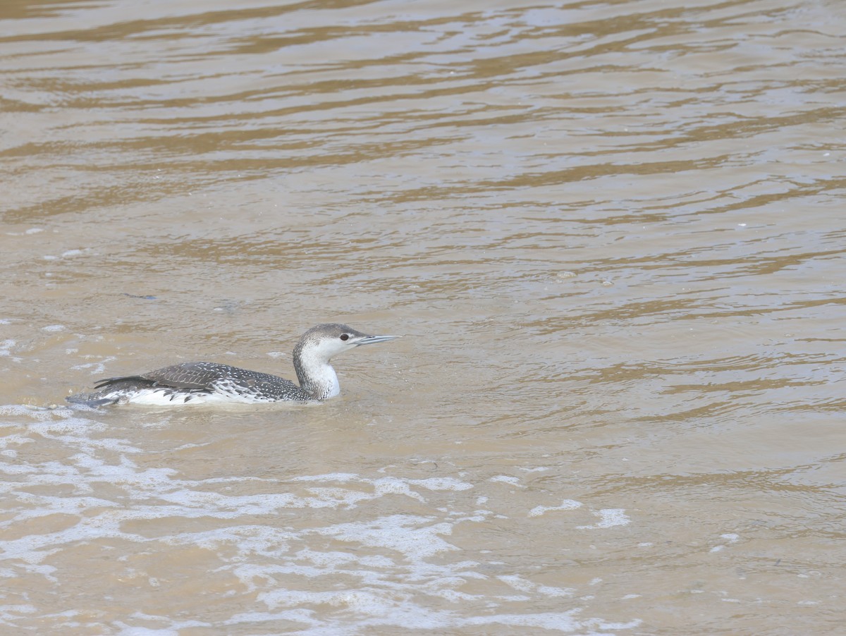 Red-throated Loon - ML615338483