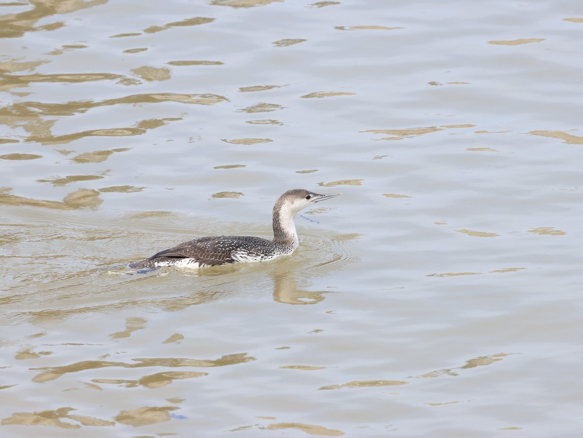 Red-throated Loon - ML615338492
