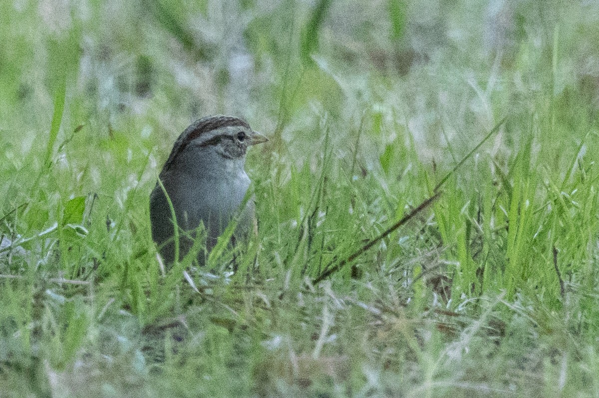 Chipping Sparrow - ML615338517