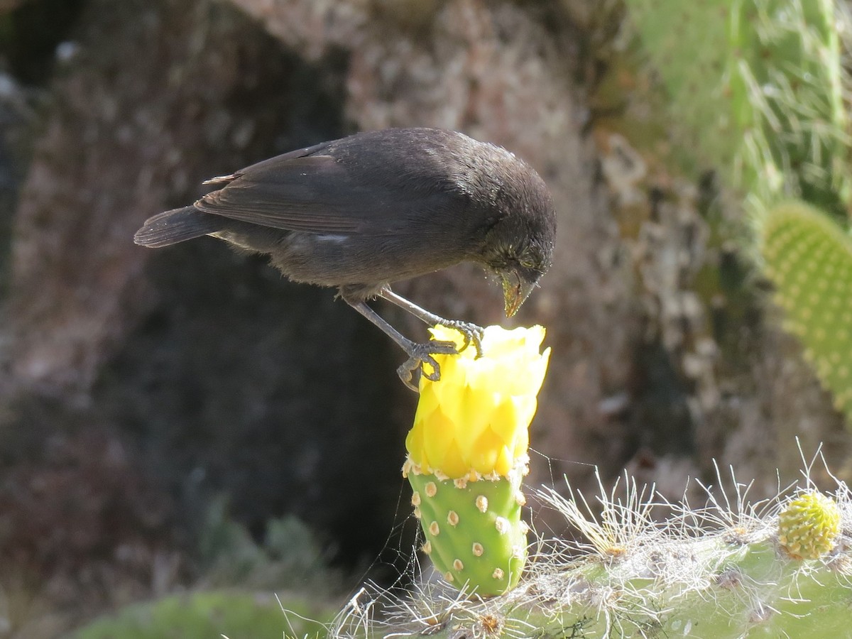 galapagos finch sp. - Chace Scholten