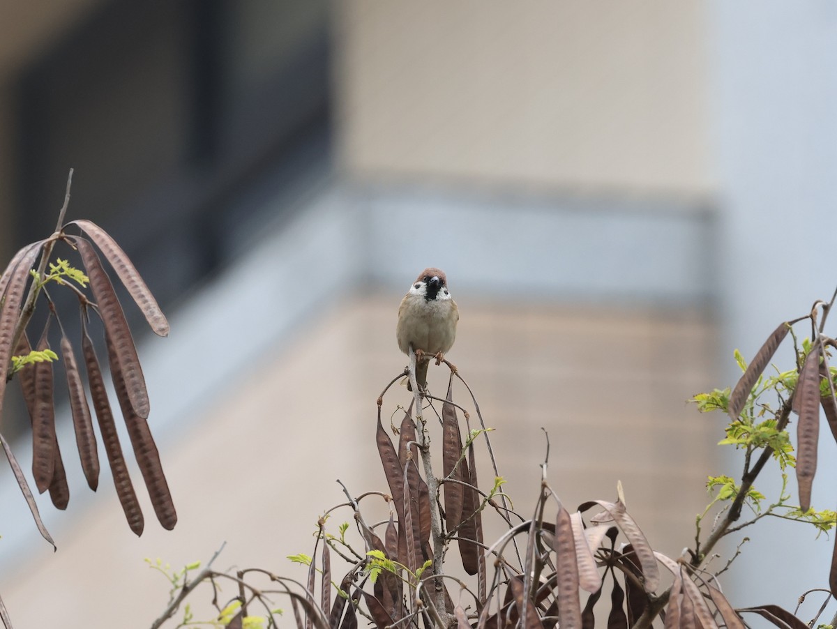 Eurasian Tree Sparrow - ML615338690