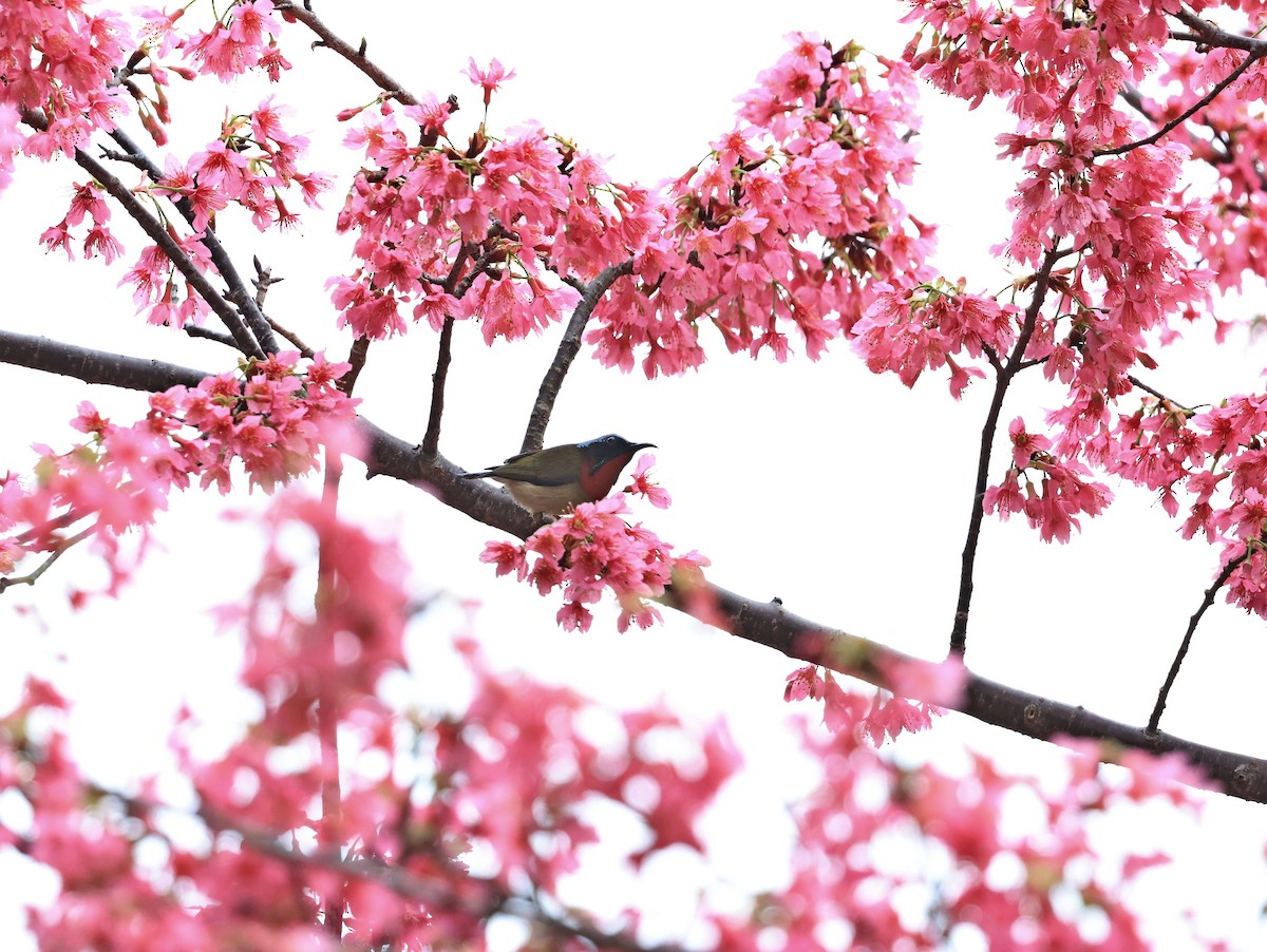 Fork-tailed Sunbird - Tzu-Hsuan Lin