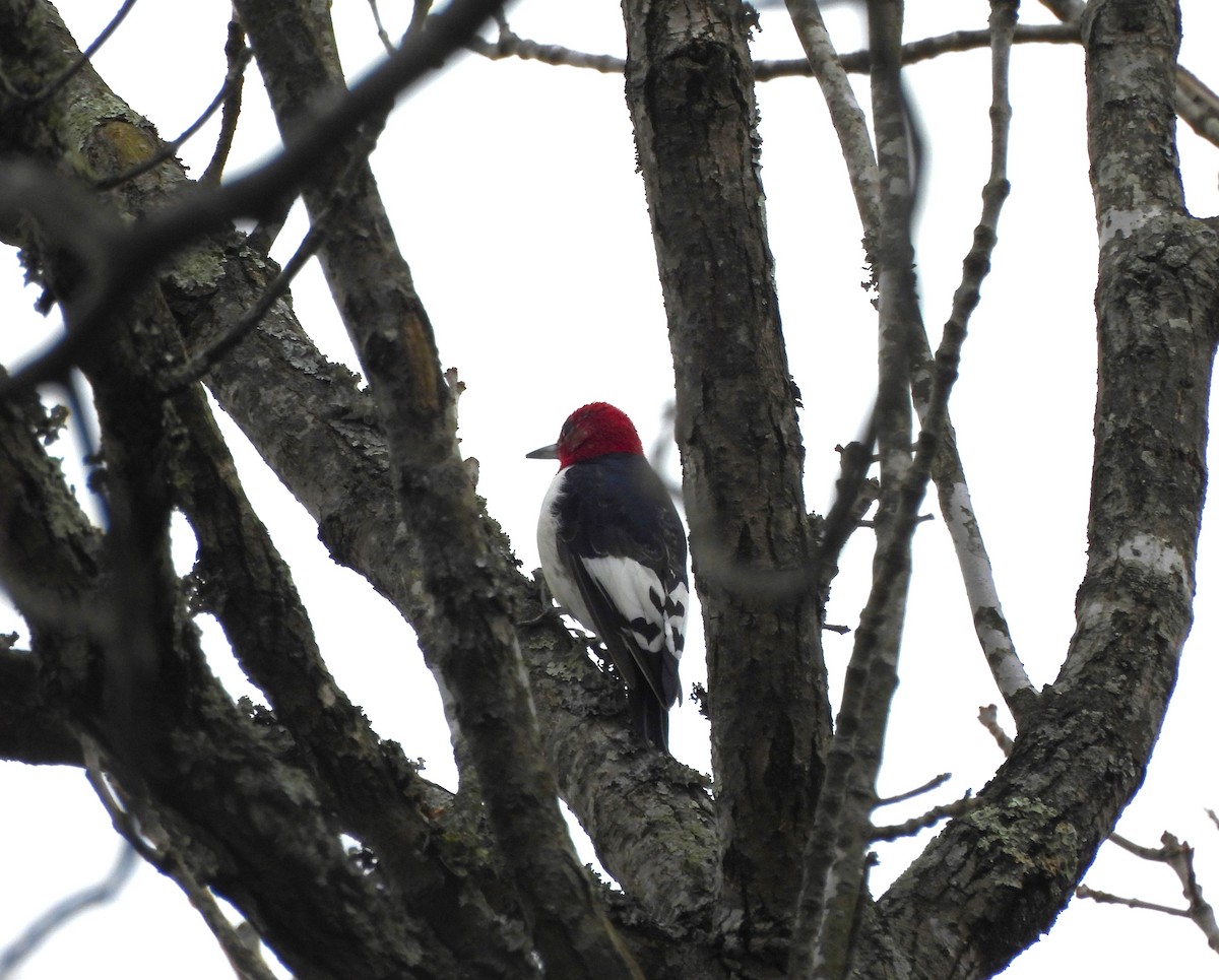 Red-headed Woodpecker - Tracee Fugate