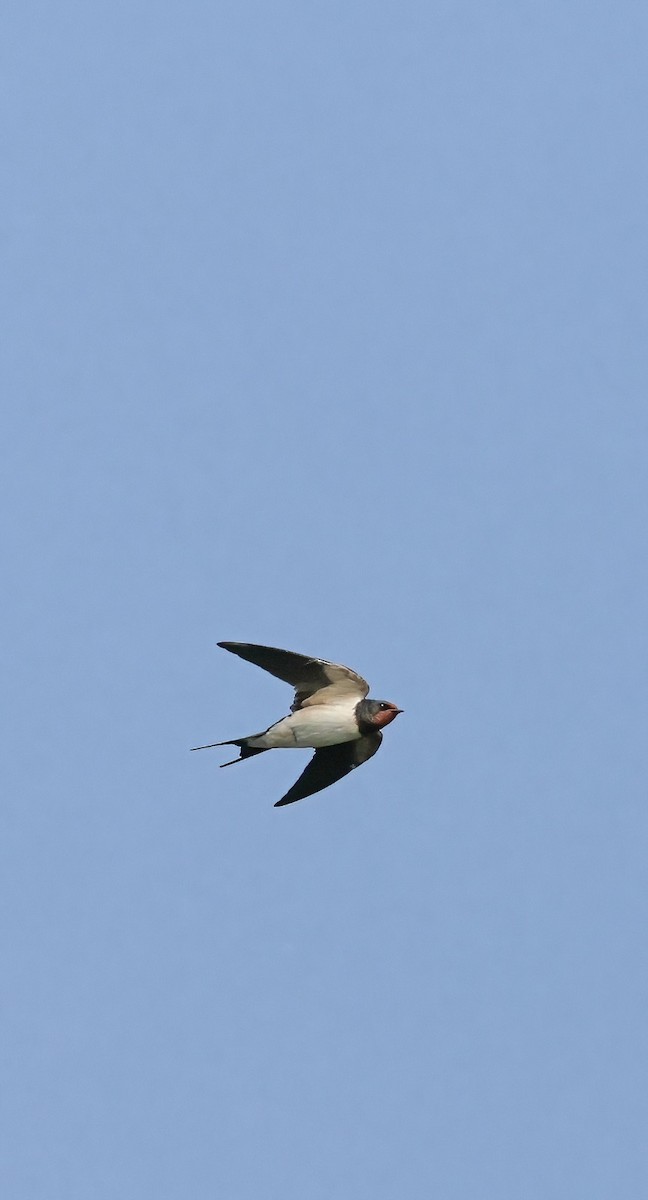 Barn Swallow - ML615338796