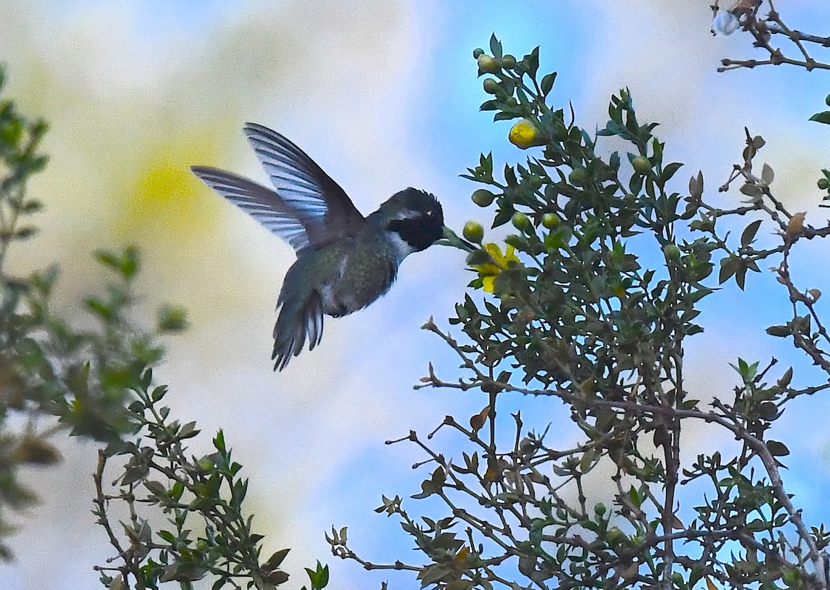 Anna's Hummingbird - ML615338863