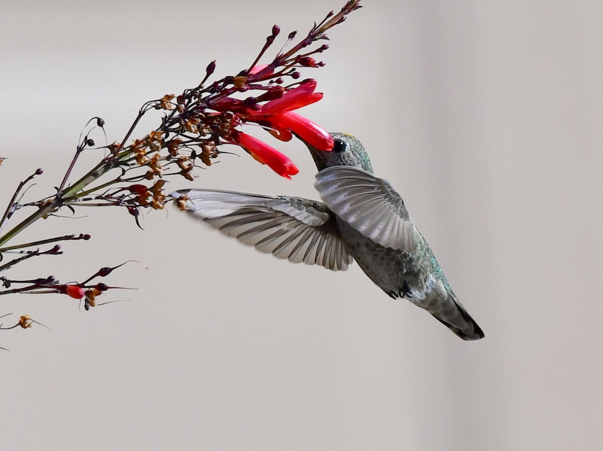 Anna's Hummingbird - ML615338867