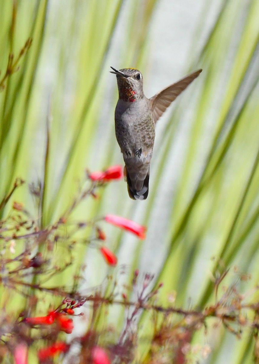 Anna's Hummingbird - ML615338868