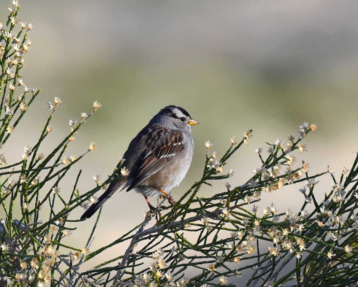 White-crowned Sparrow - ML615338897