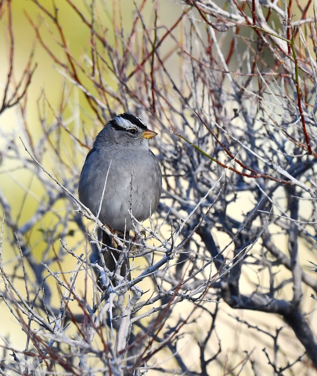 White-crowned Sparrow - ML615338898