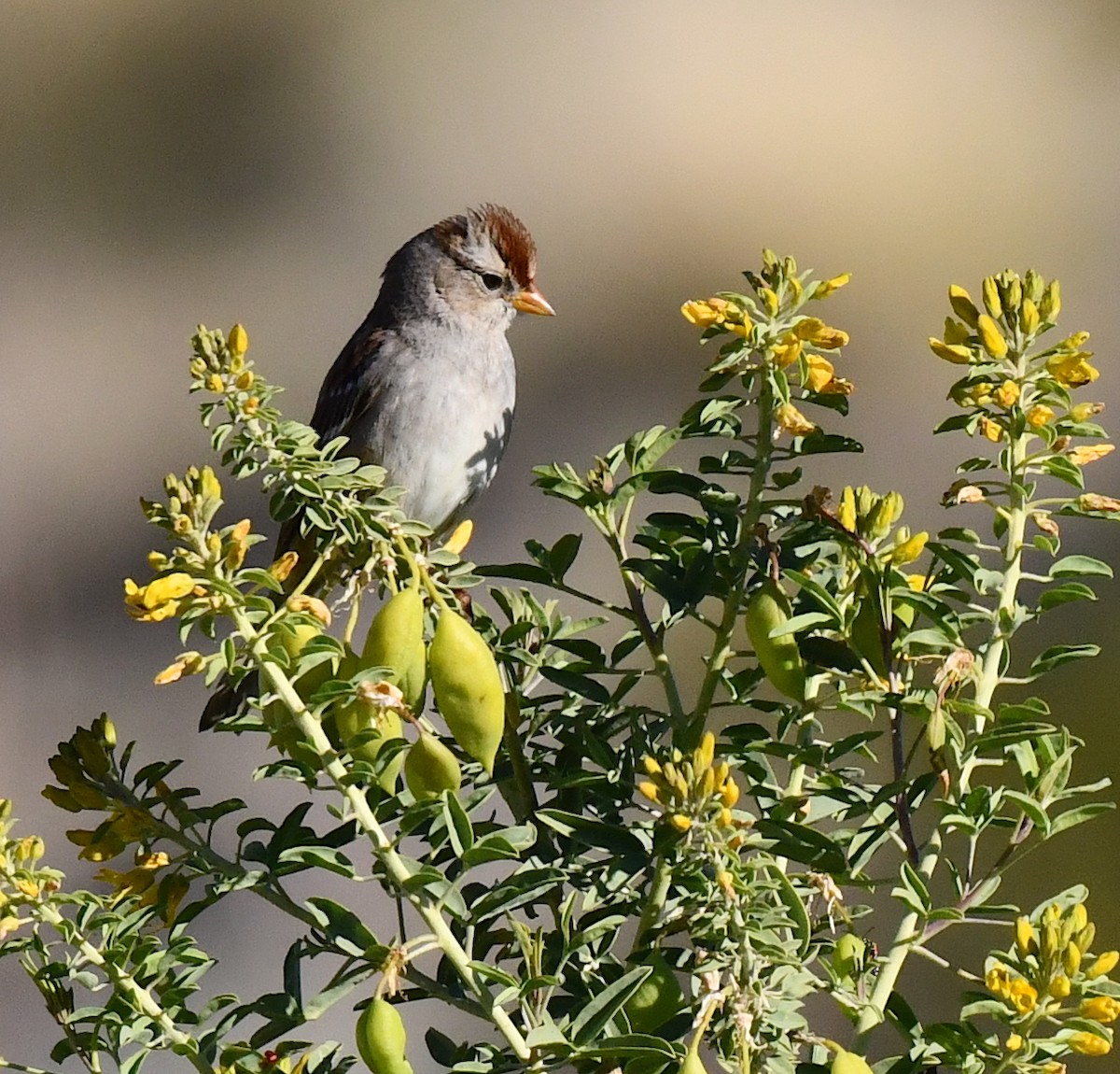 White-crowned Sparrow - ML615338909