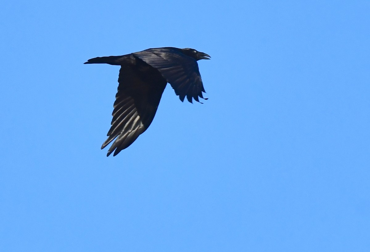 Common Raven - ML615338931