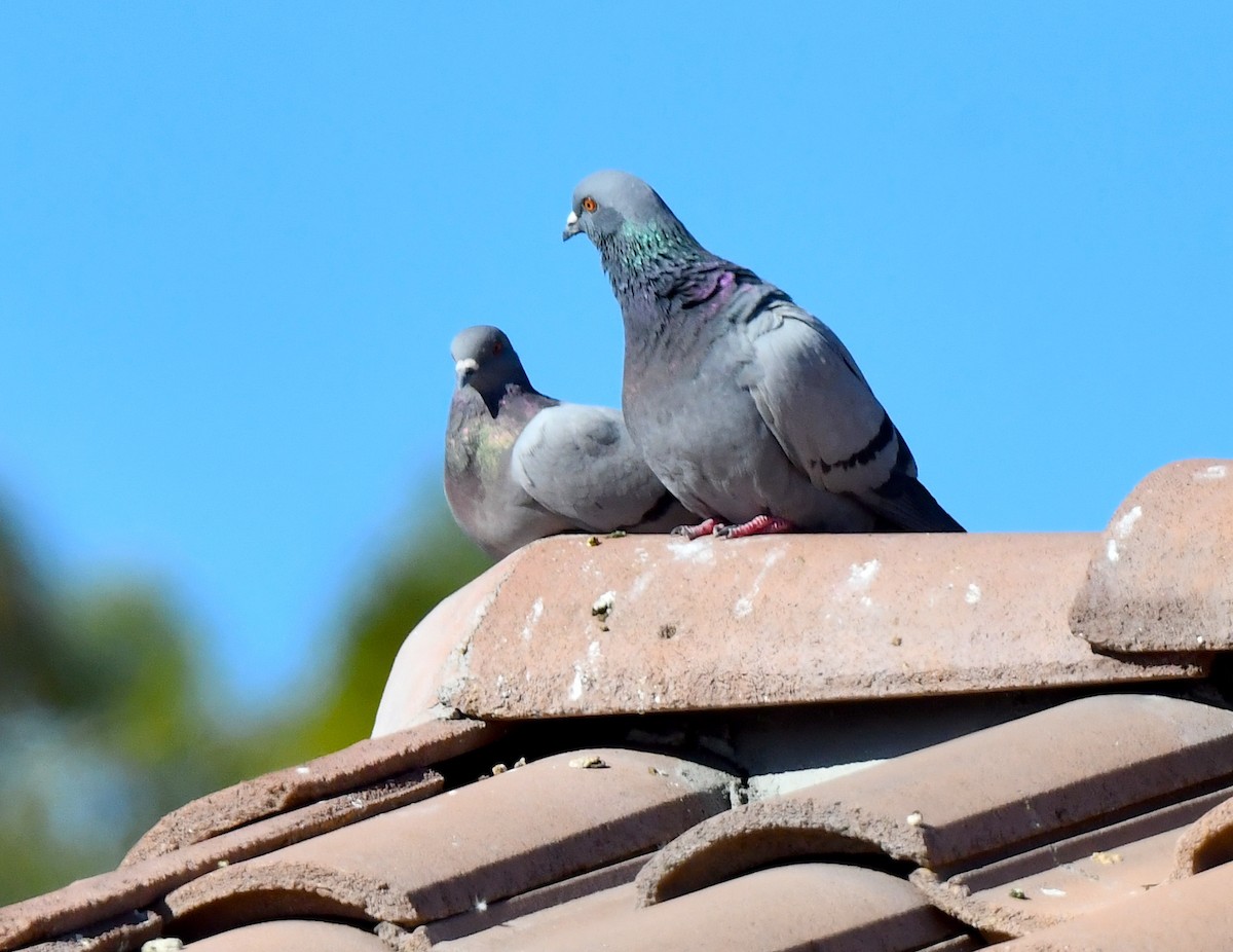 Rock Pigeon (Feral Pigeon) - ML615338949
