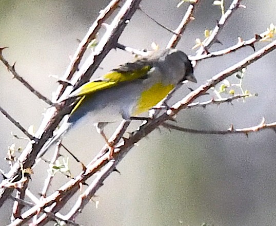 Lawrence's Goldfinch - ML615338996