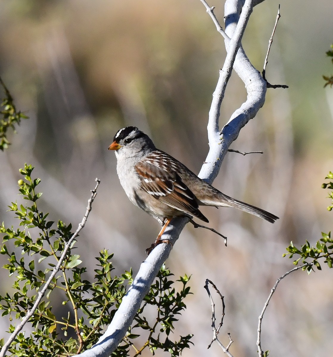 White-crowned Sparrow - ML615339018